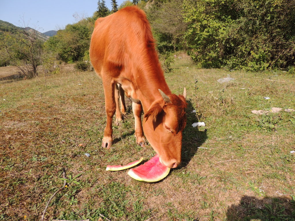 Рыжая корова из Атени