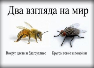 К вопросу о счастье. Два взгляда на мир - пчела и муха